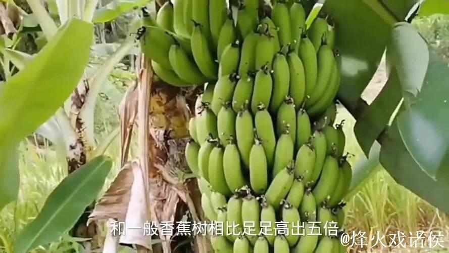 大香蕉免费视频